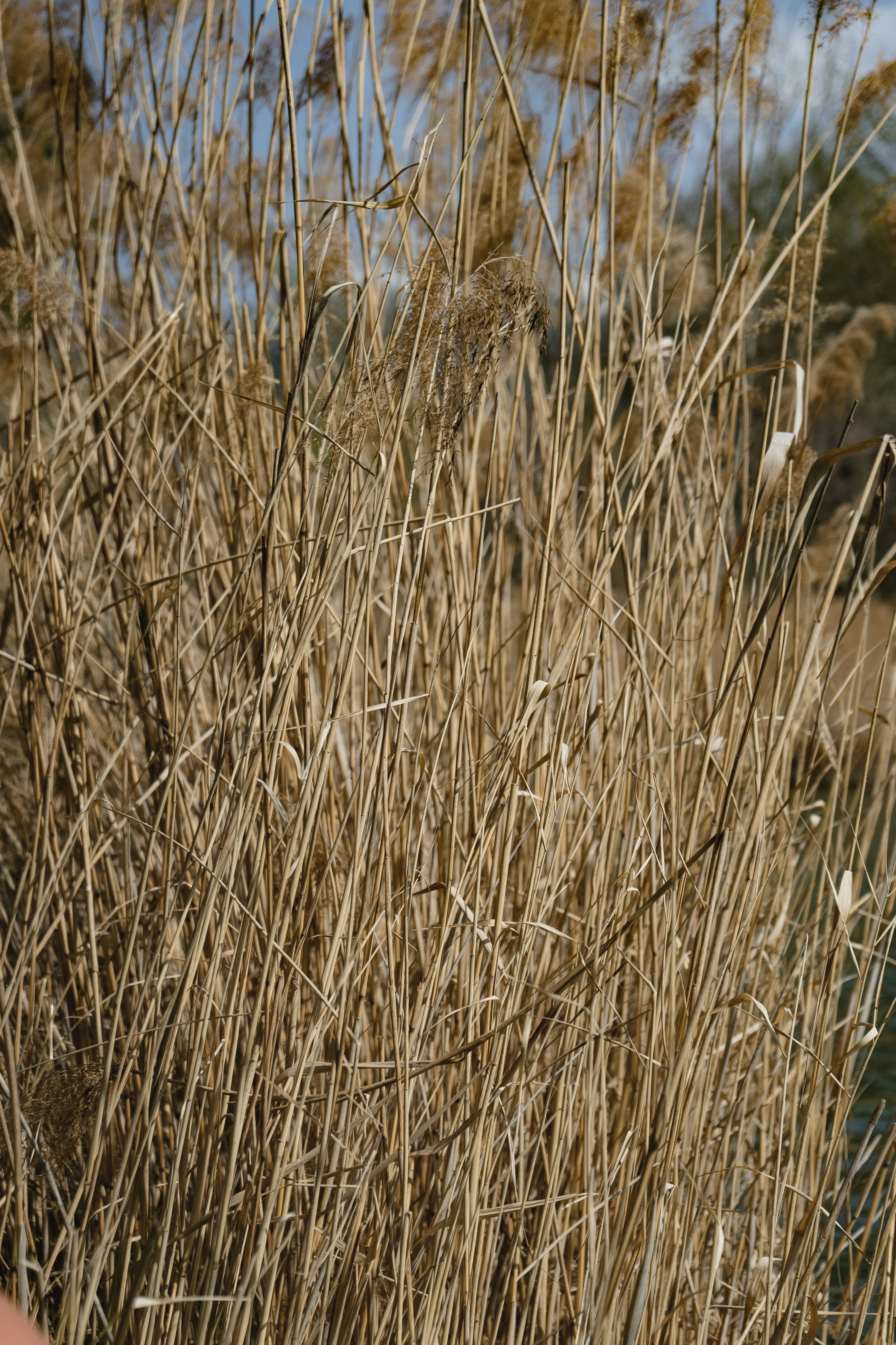 brown grass field during daytime